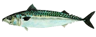 Mackerel